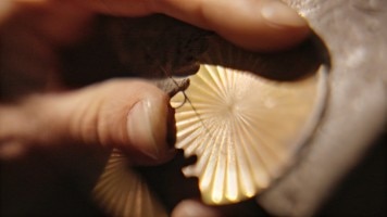 Motivi floreali incisi su un diadema di bronzo.